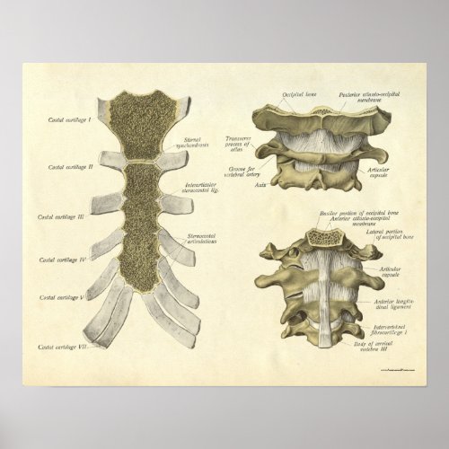 Vintage Anatomy Print Bones Cervical Spine