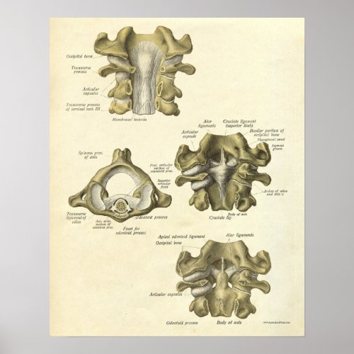 Vintage Anatomy Print Bones Cervical Spine