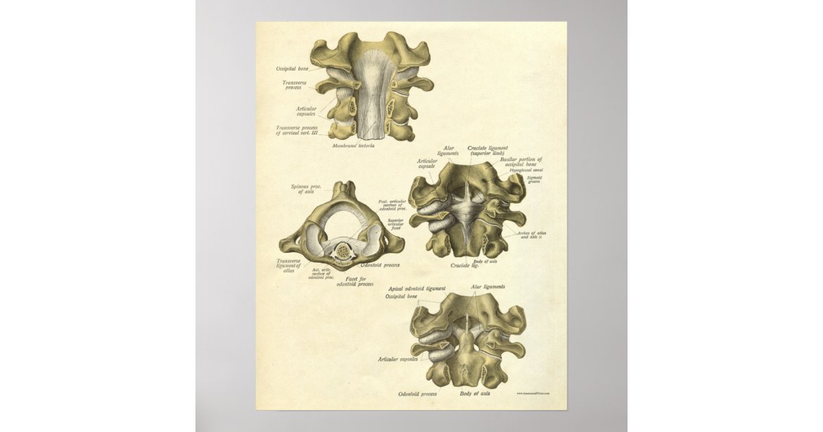 Vintage Anatomy Print Bones Cervical Spine | Zazzle