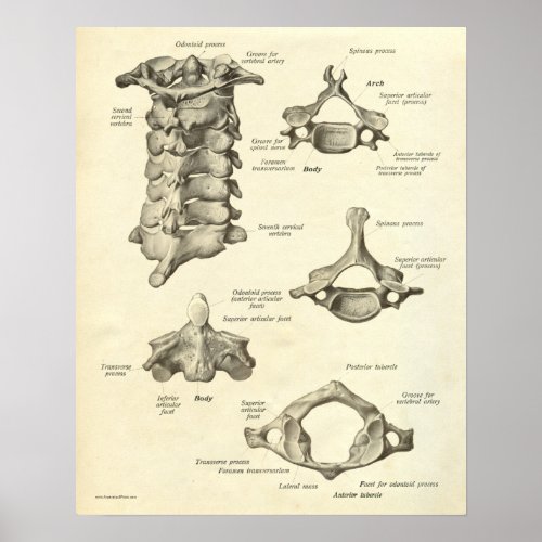 Vintage Anatomy Print Bones Cervical Vertebra