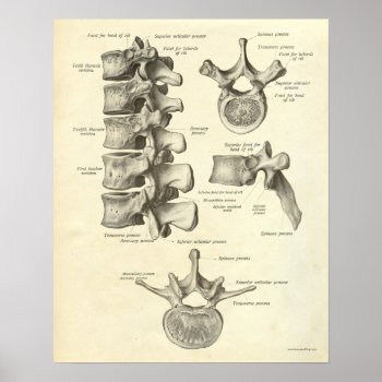 Vintage Anatomy Print Bones Lumbar Vertebra by AcupunctureProducts at Zazzle