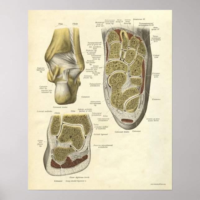Vintage Anatomy Print Bones of Ankle (Front)