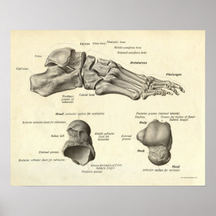 Vintage Anatomy Print Bones of Foot