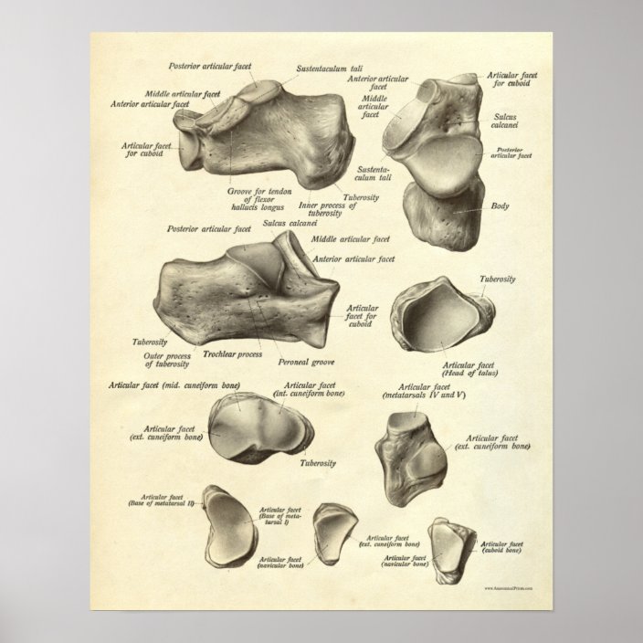 Vintage Anatomy Print Bones of Foot | Zazzle.com