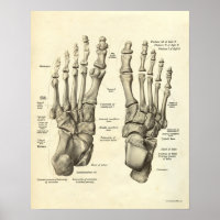 Vintage Anatomy Print Bones of Foot