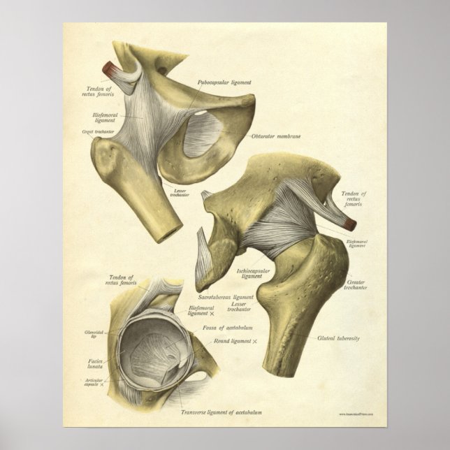 Vintage Anatomy Print Bones of Hip Joint (Front)