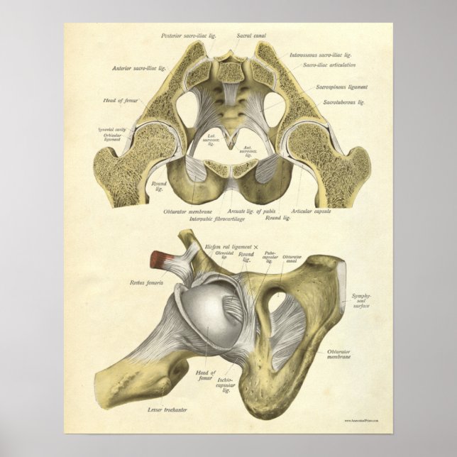 Vintage Anatomy Print Bones of Hip Pelvis (Front)