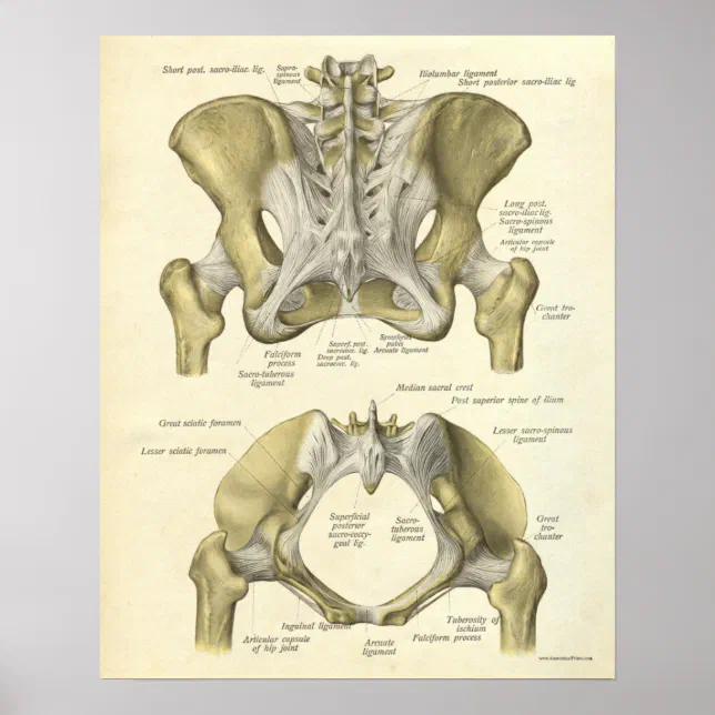 Vintage Anatomy Print Bones Pelvis | Zazzle