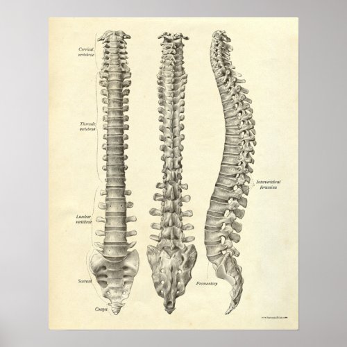 Vintage Anatomy Print Bones Spinal Column