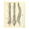 Vintage Anatomy Print Bones Spinal Column