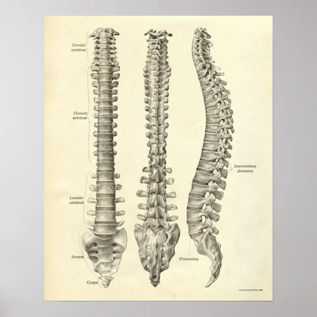 Vintage Anatomy Print Bones Spinal Column | Zazzle