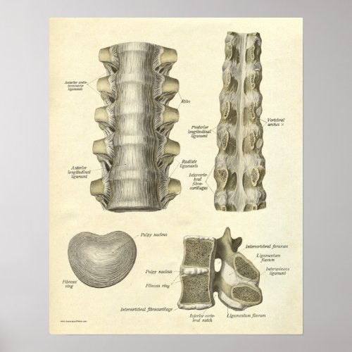 Vintage Anatomy Print Bones Thoracic Spine