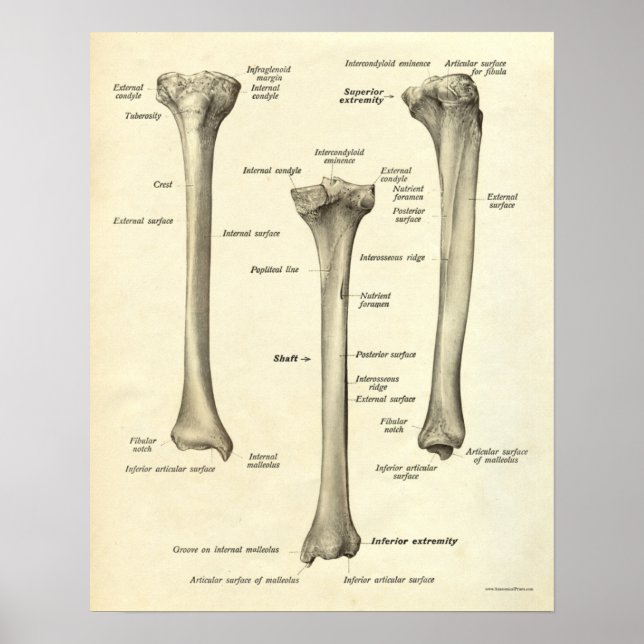 Vintage Anatomy Print Bones Tibia (Front)