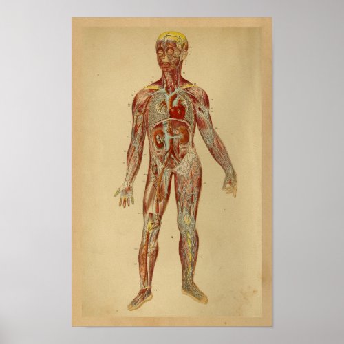 Vintage Anatomy Print Heart Arteries Veins