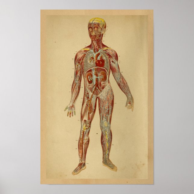 Vintage Anatomy Print Heart Arteries Veins (Front)
