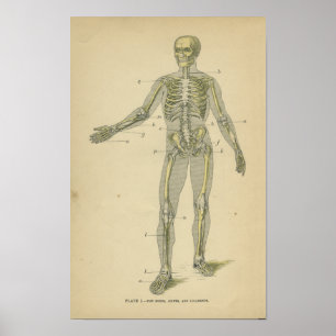 Vintage Anatomy Print Human Skeleton