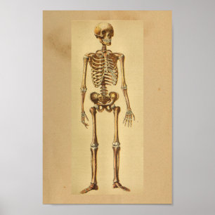Vintage Anatomy Print Human Skeleton