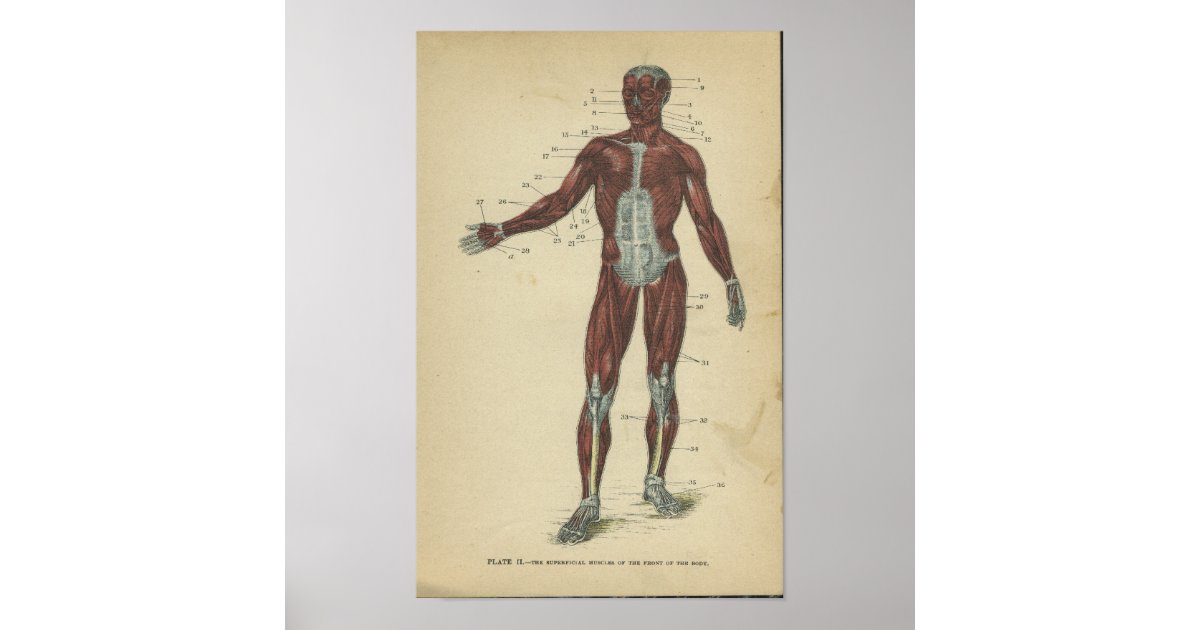 Vintage Anatomy Print Muscles | Zazzle