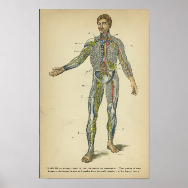 Vintage Anatomy Print Nerves Arteries | Zazzle