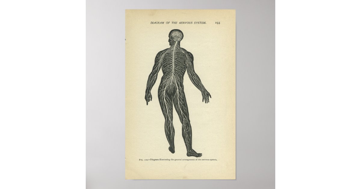 Vintage Anatomy Print Nervous System | Zazzle