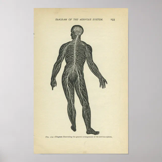 Vintage Anatomy Print Nervous System | Zazzle