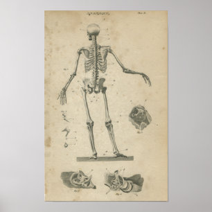 Vintage Anatomy Print Skeleton