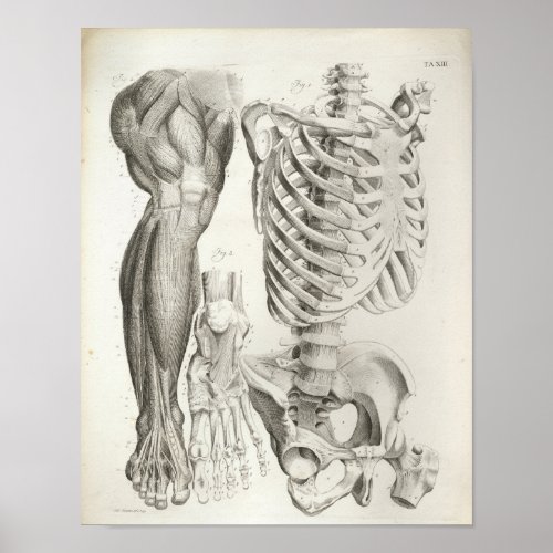 Vintage Anatomy Print Skeleton Spine Leg Muscles