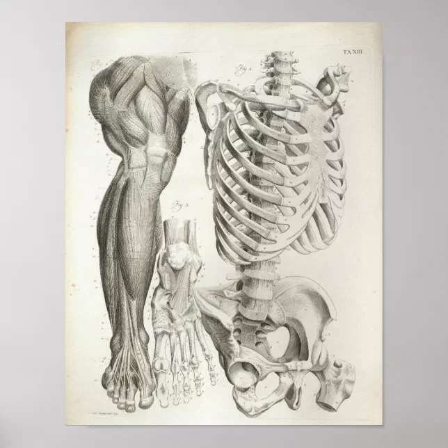 Vintage Anatomy Print Skeleton Spine Leg Muscles | Zazzle