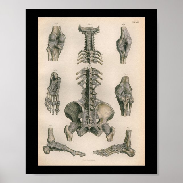 Vintage Anatomy Print Spine Joints Bones (Front)