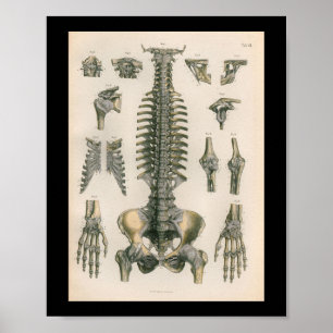 Vintage Anatomy Print Spine Spinal Bones