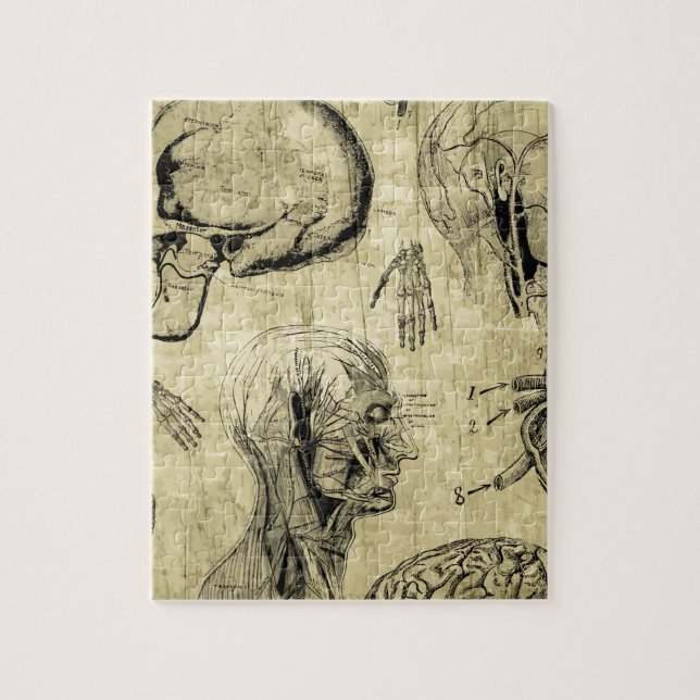 Vintage Anatomy Skull Jigsaw Puzzle (Vertical)