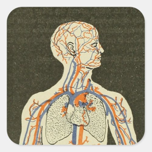 Vintage Anatomy Veins and Arteries Illustration Square Sticker