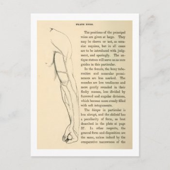 Vintage Anatomy | Veins Of The Arm  (circa 1852) Postcard by vintage_anatomy at Zazzle