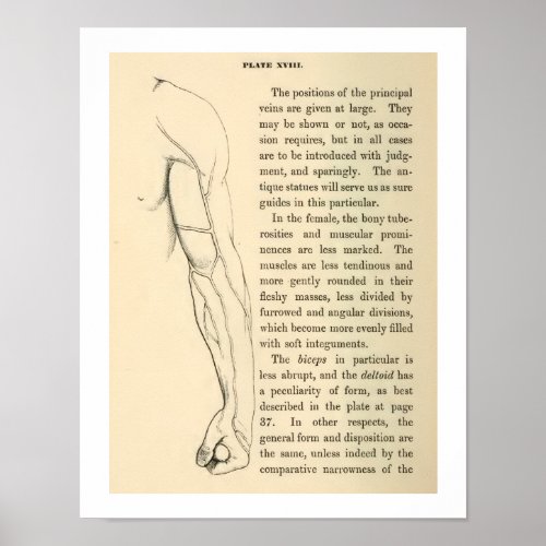 Vintage Anatomy Veins of the Human Arm Poster