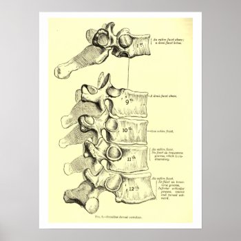 Vintage Anatomy | Vertebrae Poster by vintage_anatomy at Zazzle