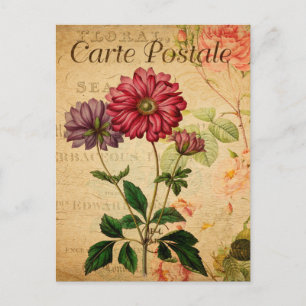 Vintage Anemone Japonica Floral Flowers French Postcard
