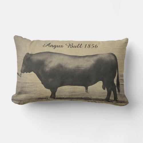 Vintage Angus Bull Photograph Lumbar Pillow