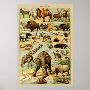 Vintage animal art print african wildlife