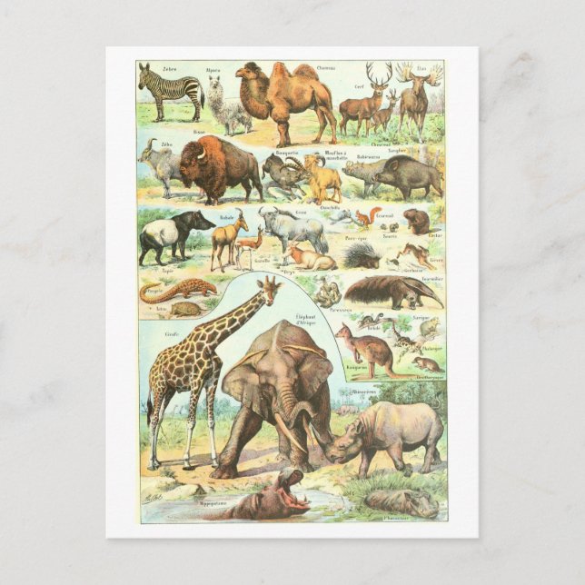Vintage Animal Encyclopedia Illustration Postcard (Front)