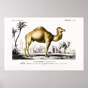 Vintage animal illustration of a Camel Poster