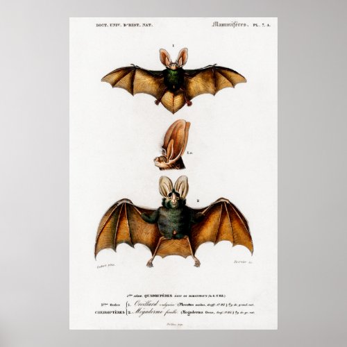 Vintage animal illustration of a Plecotus Poster