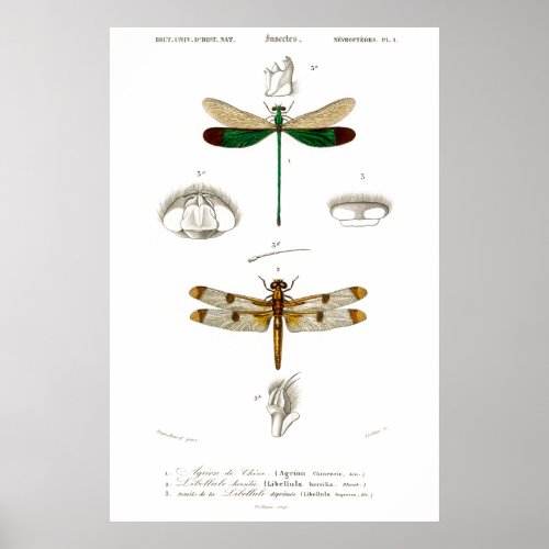 Vintage animal illustration of dragonflies poster