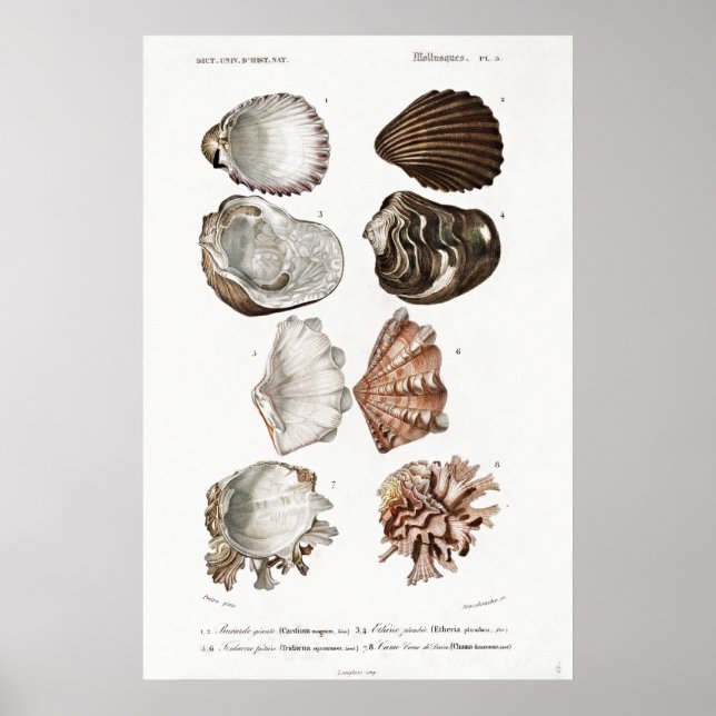 Vintage animal illustration of mollusks poster (Front)