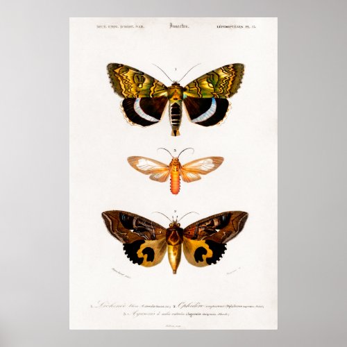 Vintage animal illustration of moths poster