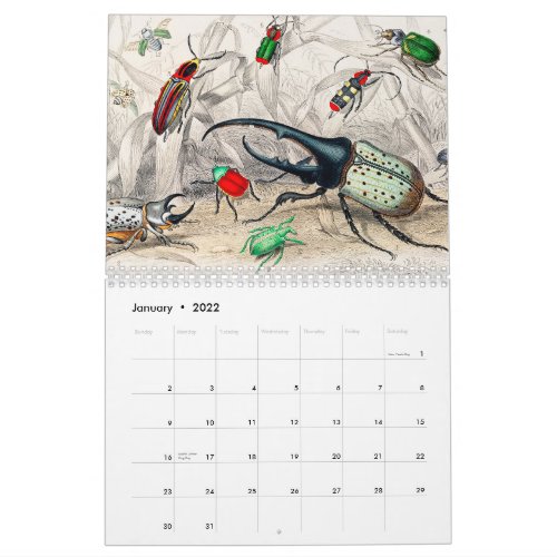 Vintage Animal Insects Bugs Fish Zoology Kingdom Calendar