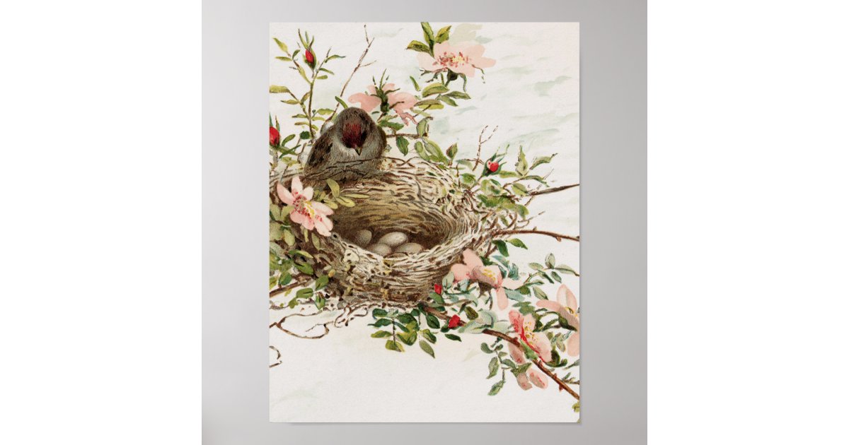 Vintage Animal Poster - Bird in Nest | Zazzle