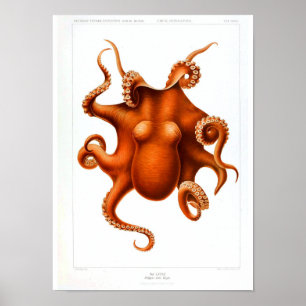 Vintage Animal Poster - Octopus
