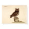 Vintage Animal Poster - Owl