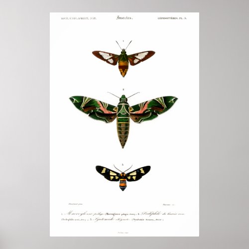 Vintage animal print of moths Poster