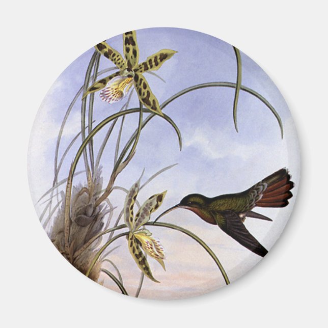 Vintage Animals, Hummingbird Bird Orchid Flowers Magnet (Front)